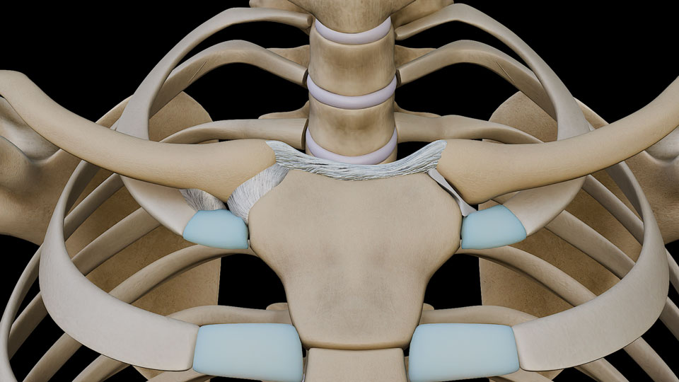 Sternoclavicular Joint\nAcromioclavicular joint